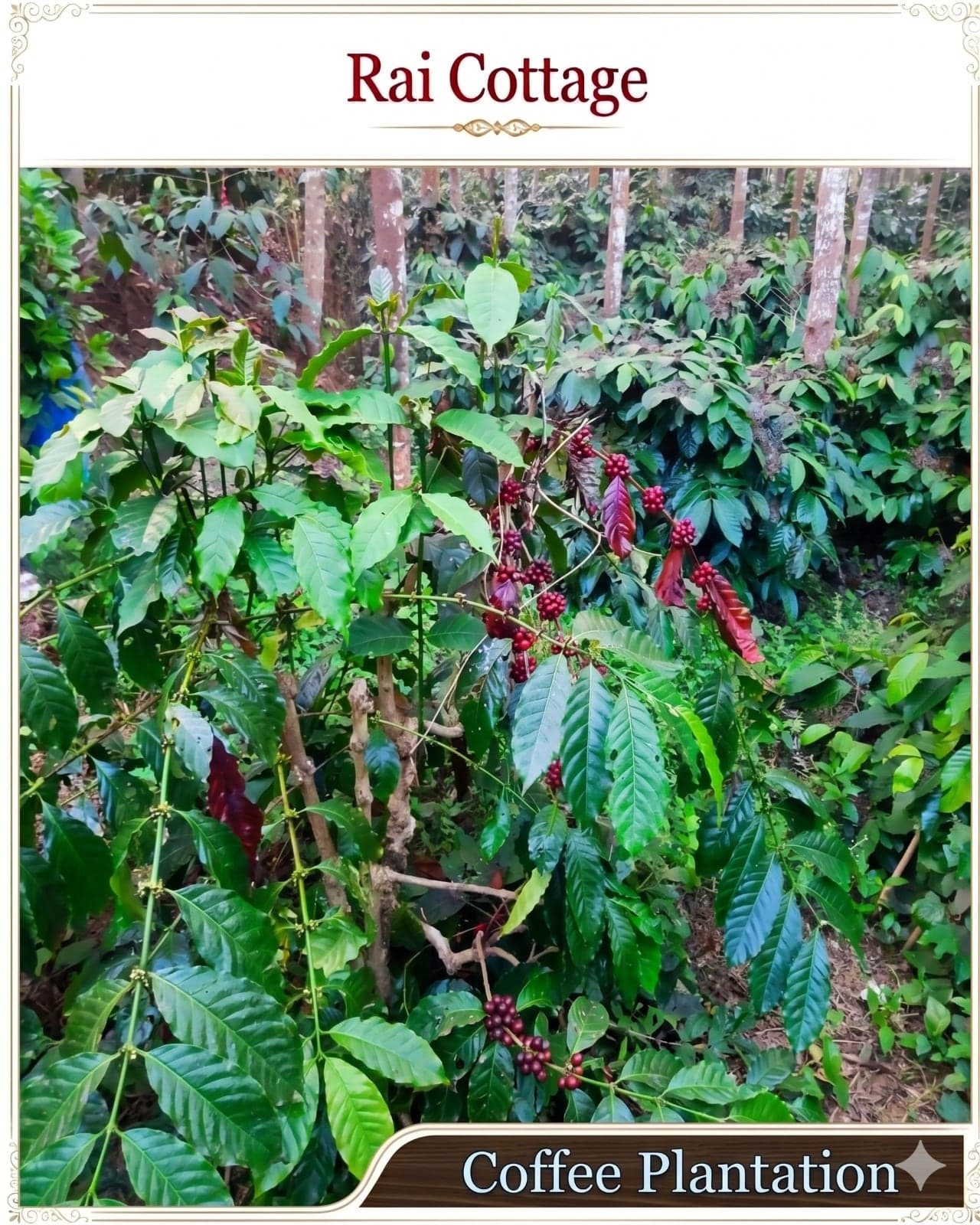 Coffee plants on the Rai Cottage estate